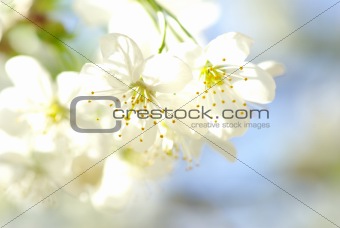  blossoms     
