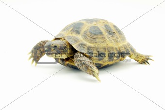  turtle 