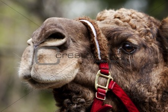 Camel face with rein