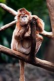 Ebony Langur monkey