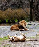 Lioness rolling for lion