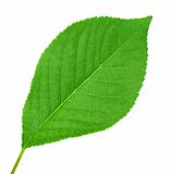 One green leaf of cherry-tree