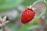 Strawberry Growth