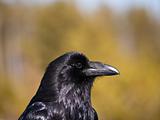 Wild Raven Portrait