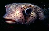 Close of a Porcupinefish in Arraial do Cabo Brazil