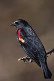 Red -Winged Blackbird - Agelaius phoeniceus
