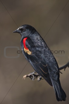 Red -Winged Blackbird - Agelaius phoeniceus
