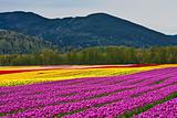 Tulip Festival - Agasiz - British Columbia