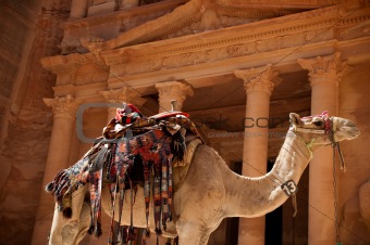 camel against treasury