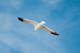 sea gull against blue sky