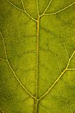 Green leaf structure