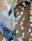 Newborn Whitetail Deer Fawn