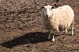 Mother Sheep in spring 