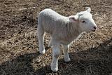 Sweet little baby Lamb in spring