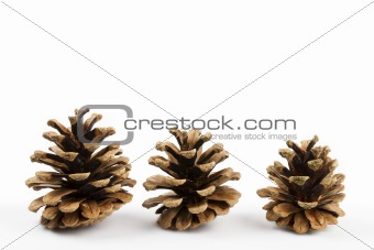 three pine cones