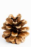 one pine cone