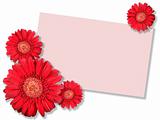 One red flower with message-card