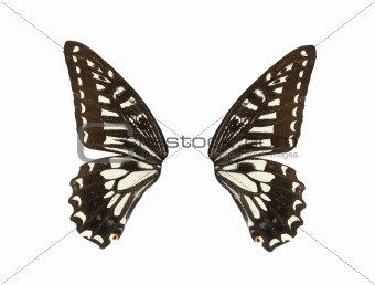 butterfly wing