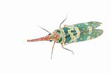 insect lantern fly cicada