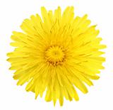 One yellow flower of dandelion