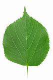 One green leaf of linden-tree