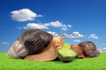 Two brown snails 