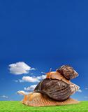 Two brown snail