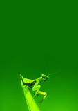 Green mantis 
