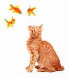 Goldfishes and cat