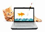 Goldfish, cat, laptop 