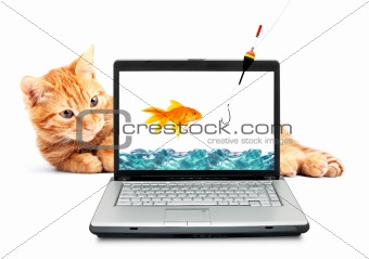 Goldfish, cat, laptop 