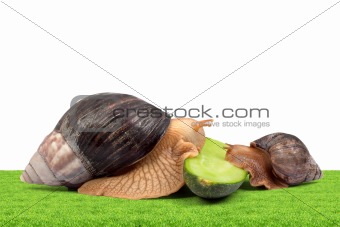 Two brown snails 