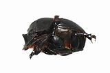 insect dung beetle
