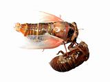 insect cicada and molt 