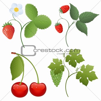 Isolated image of a berries. Vector illustration.
