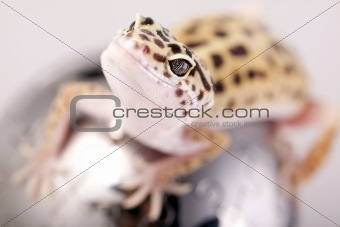 Gecko concept