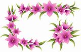 Lilium decorative elements: pink