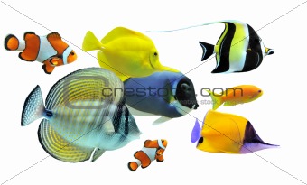 group of fishes