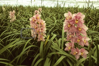 Pink orchids in a greenhouse