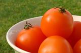 Sunlit bowl of orange low-acid tomatoes