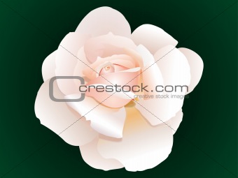 abstract pink rose 