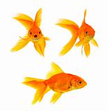 Three goldfishes