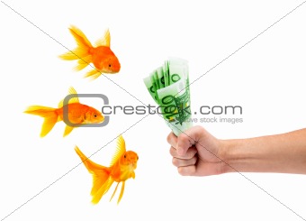 Goldfish with money