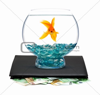 Goldfish with money 