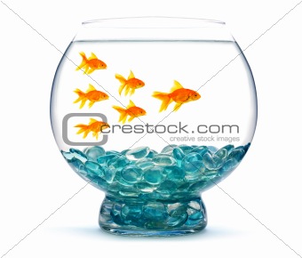 Gold fish in aquarium