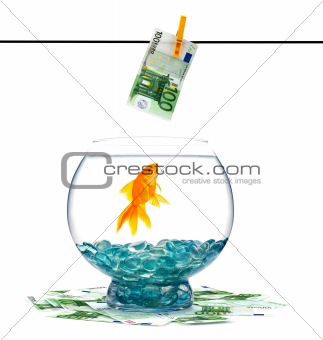 Goldfish in aquarium 