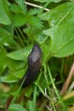 Slug in a Garden, Italy