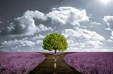 Crossroad in lavender meadow