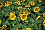 Sunflowers Meadow, Tuscany