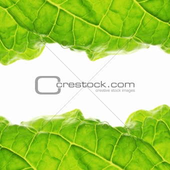 Fresh salad leaf, macro close-up.
